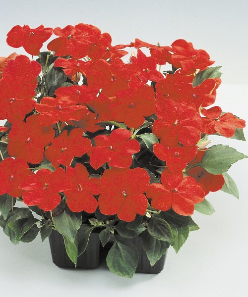 276.240 Impatiens F1 balance red